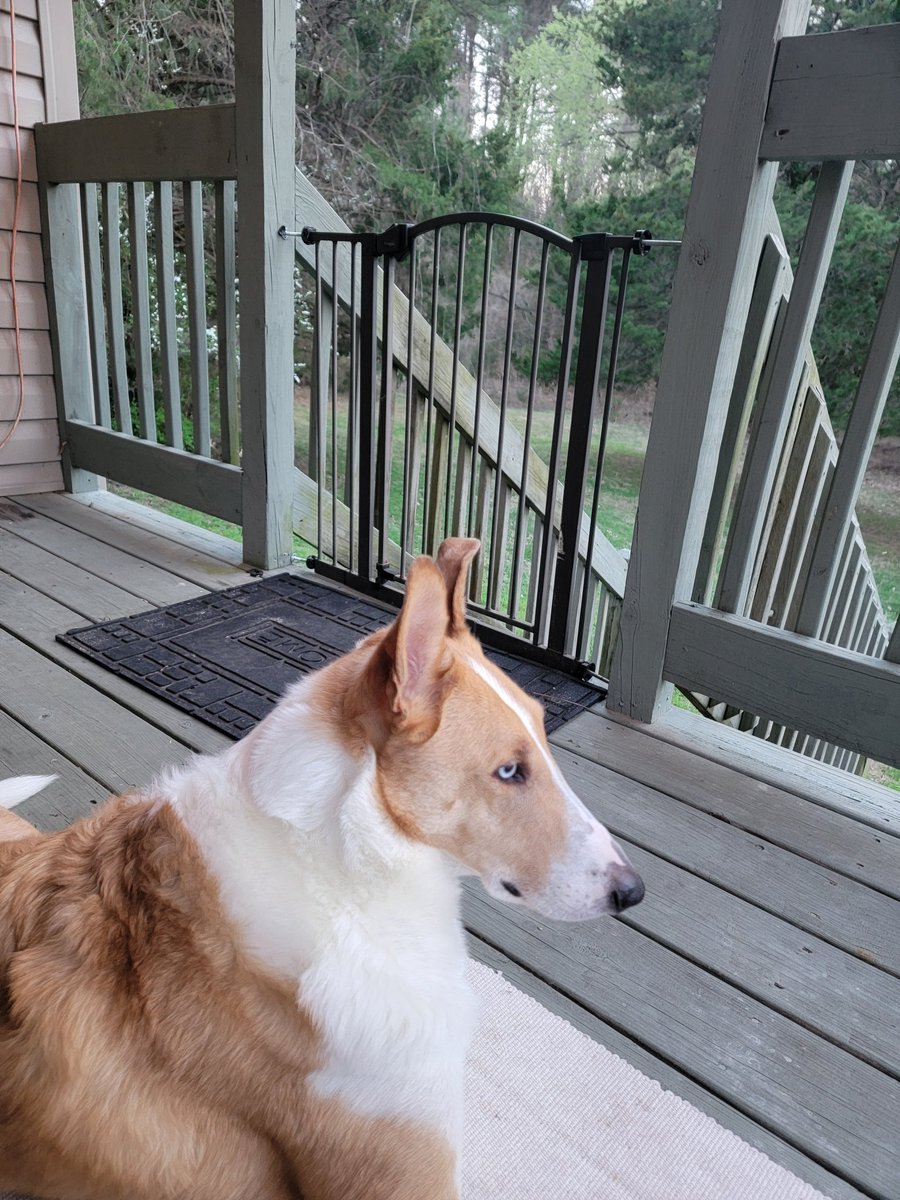 Bubbalicious🍓🌱【Strawberry Vtuber】 tweet media