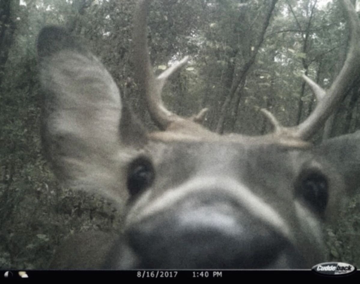 liz | sirius version ⚢ 🪼 tweet media