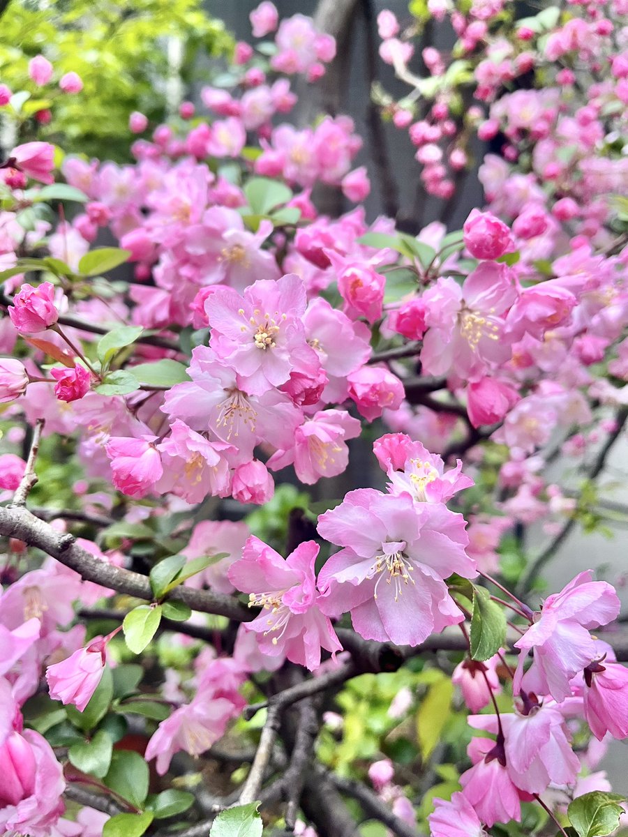 かず葉 tweet media