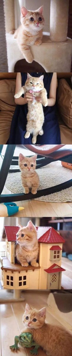 Ewan Nissan tweet media