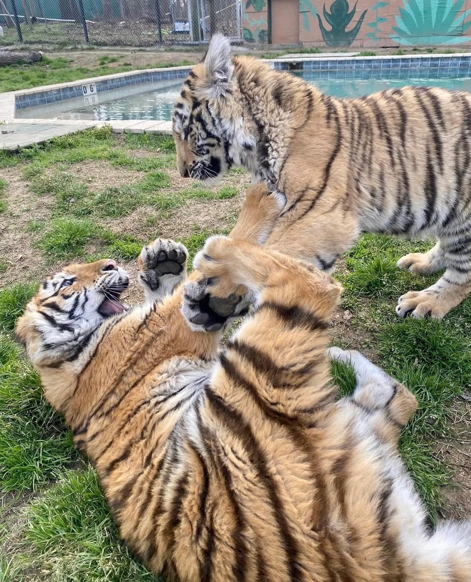 DJ burger 🍔🐯🎵 tweet media