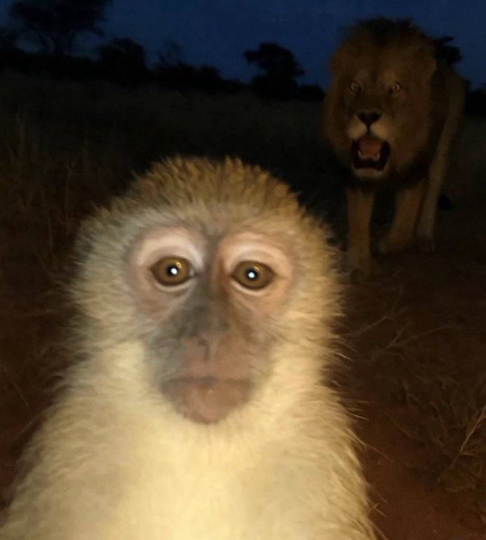 Nala is Unique tweet media