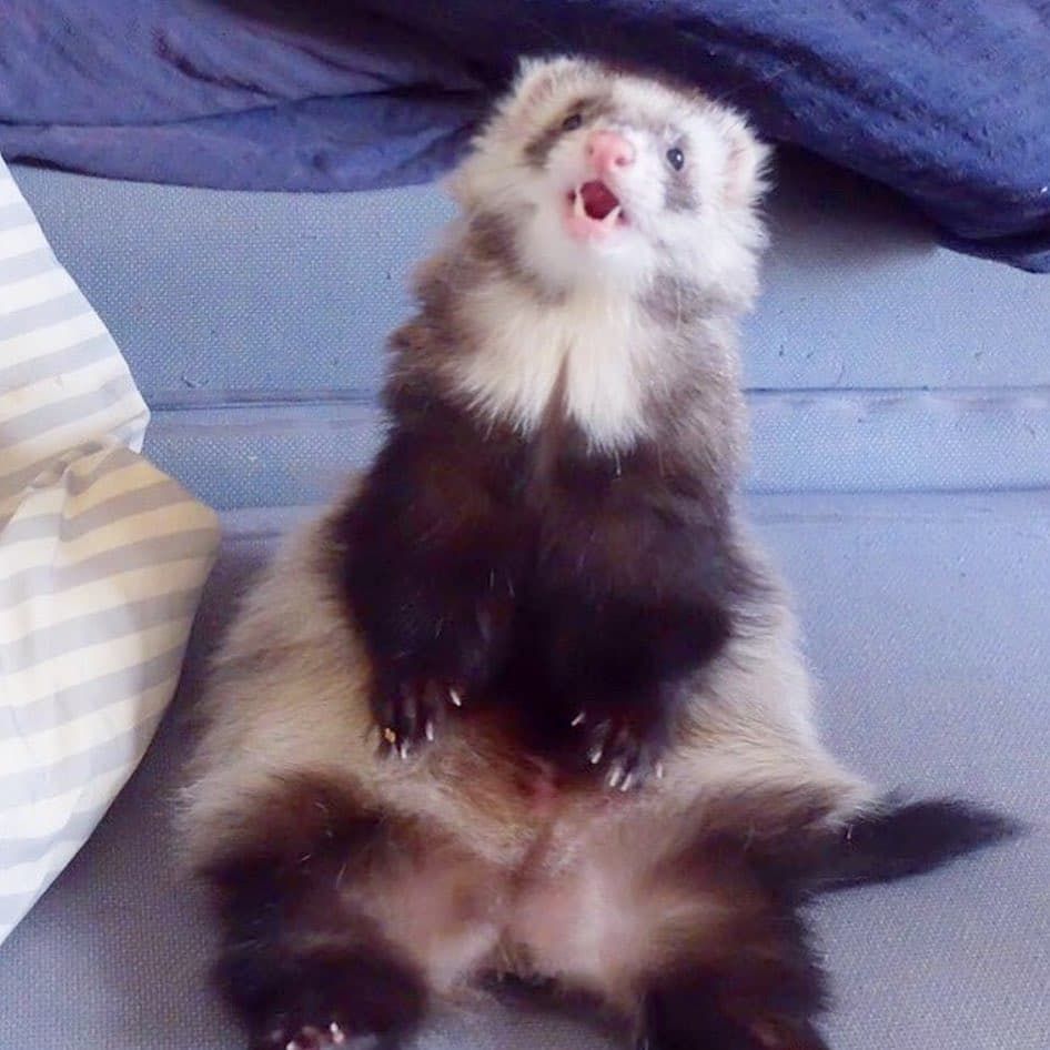 Ferret Every Hour tweet media