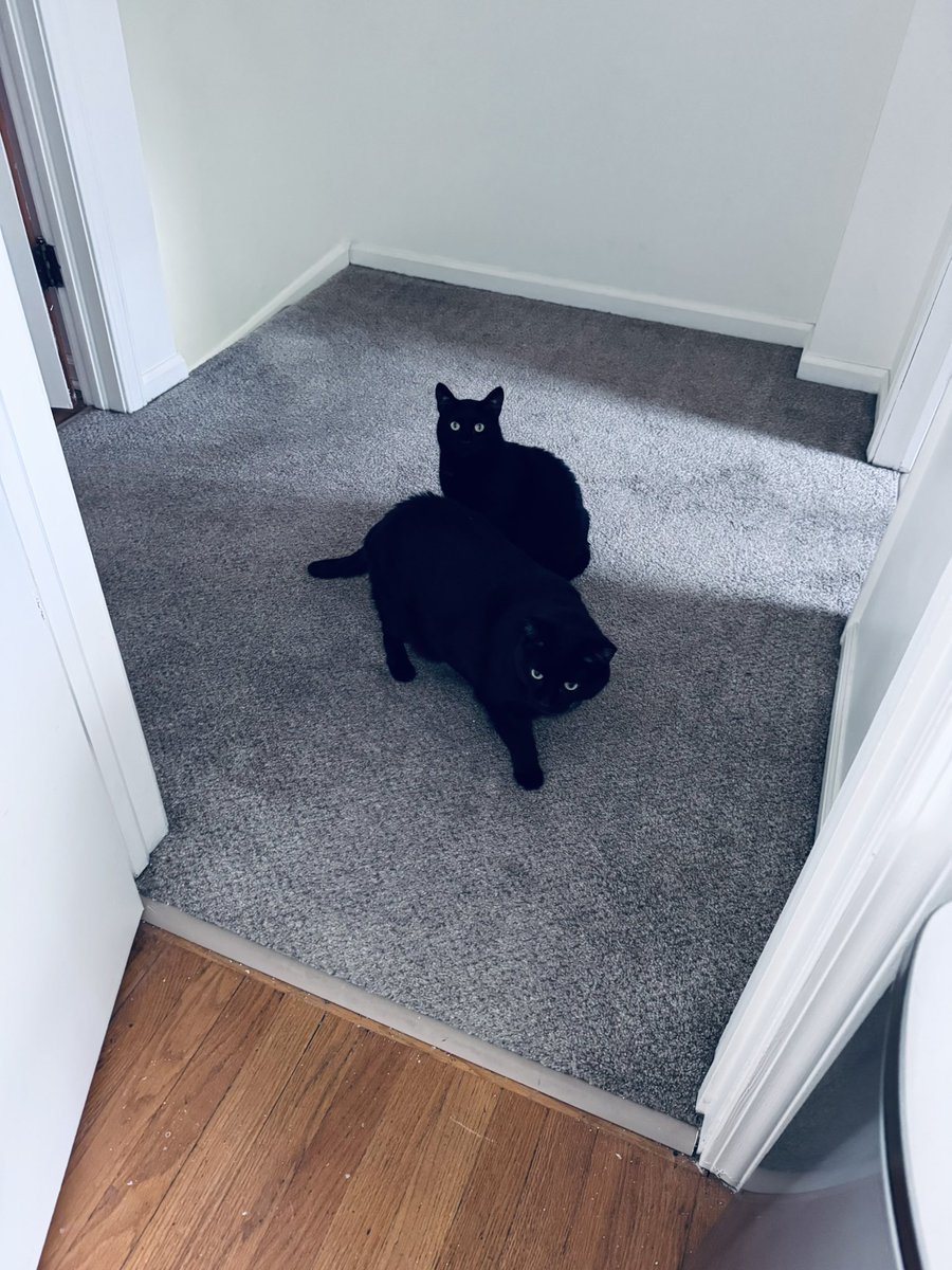 Meredith Shoemaker 🔮🌒🐈‍⬛ tweet media