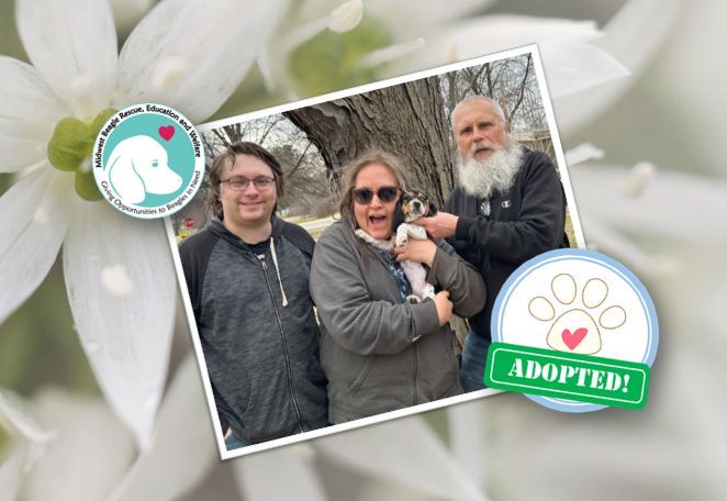 MidWest Beagle Rescue, Education and Welfare, Inc. tweet media