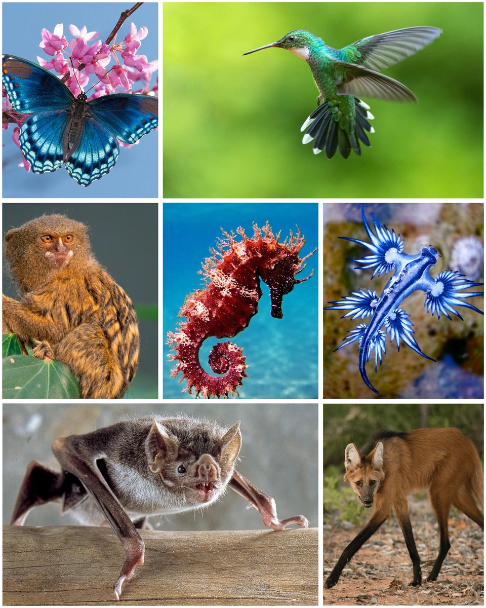 Lana the Bug 🪲💕 tweet media