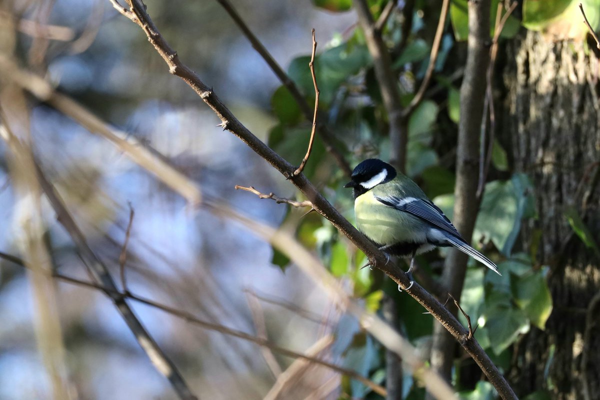 RenataJaworska3's tweet photo. Chyba #bogatka #ptak #bird #photo #NaturePhotography #wildlife #foto https://t.co/F1NWQaiPFp
