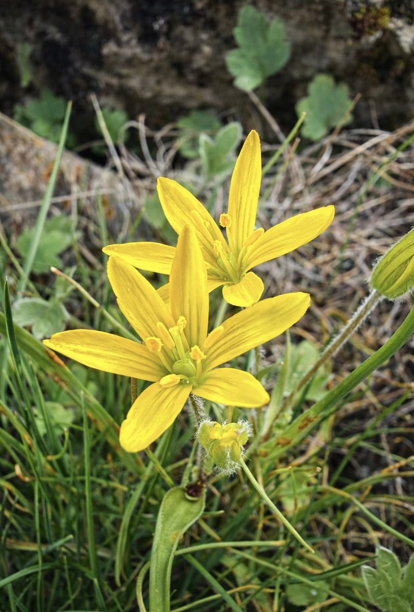 Bülent Özbilgiç tweet media