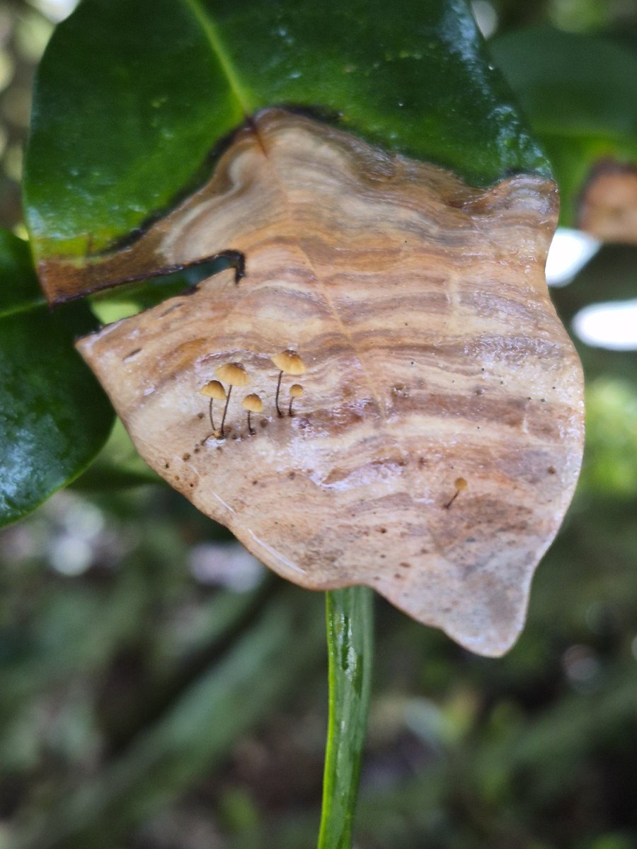 Rory Geer ↾⇃ ⁿₑrVªpₑ 🦍🦴 tweet media