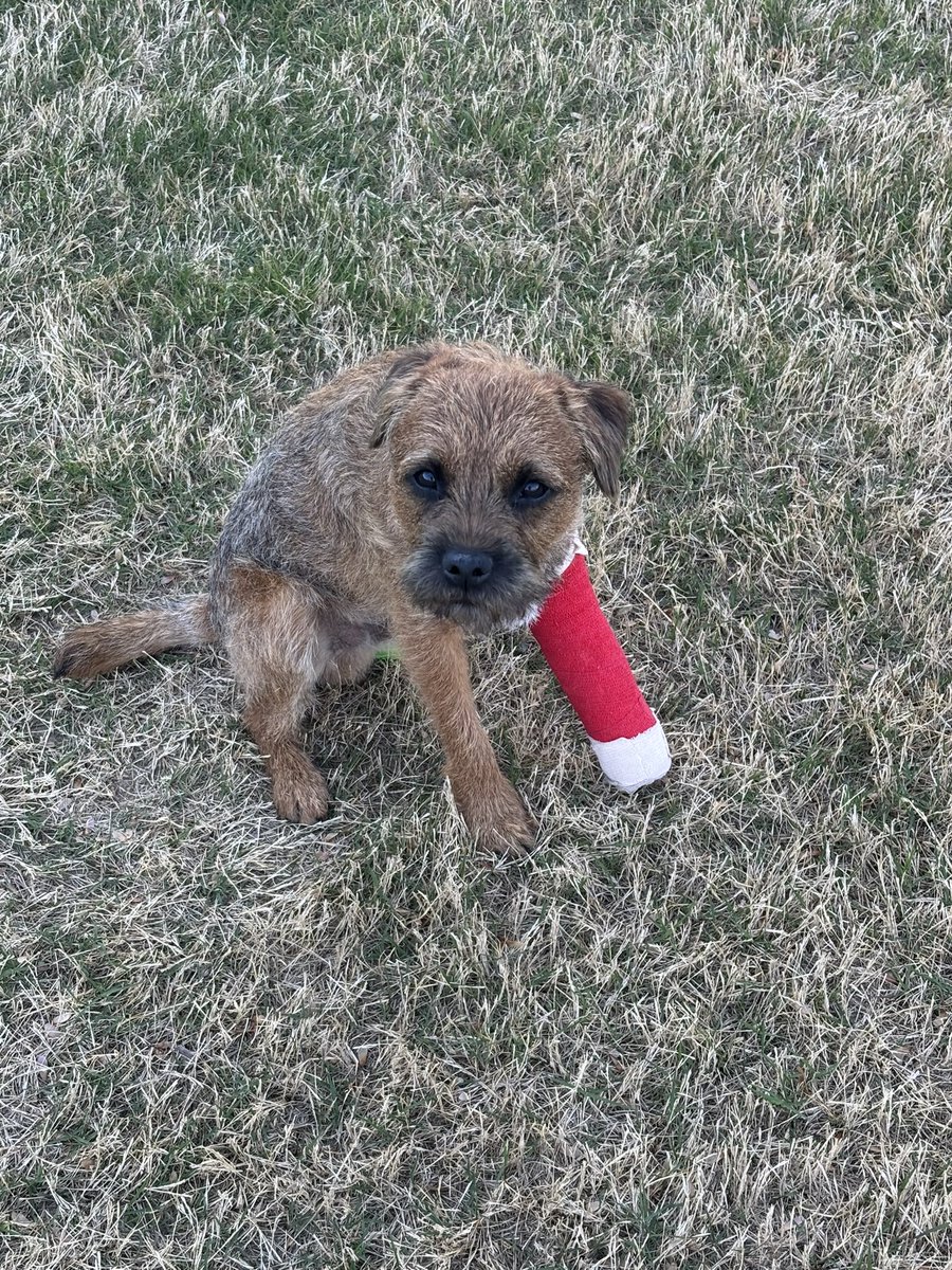 Ollie! (Filling the pawsteps of Pip🌈) tweet media