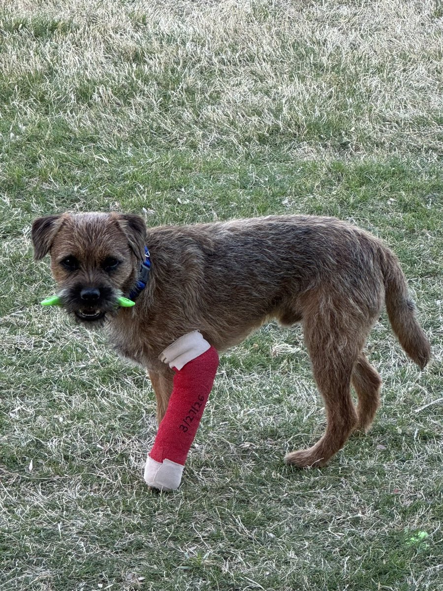 Ollie! (Filling the pawsteps of Pip🌈) tweet media