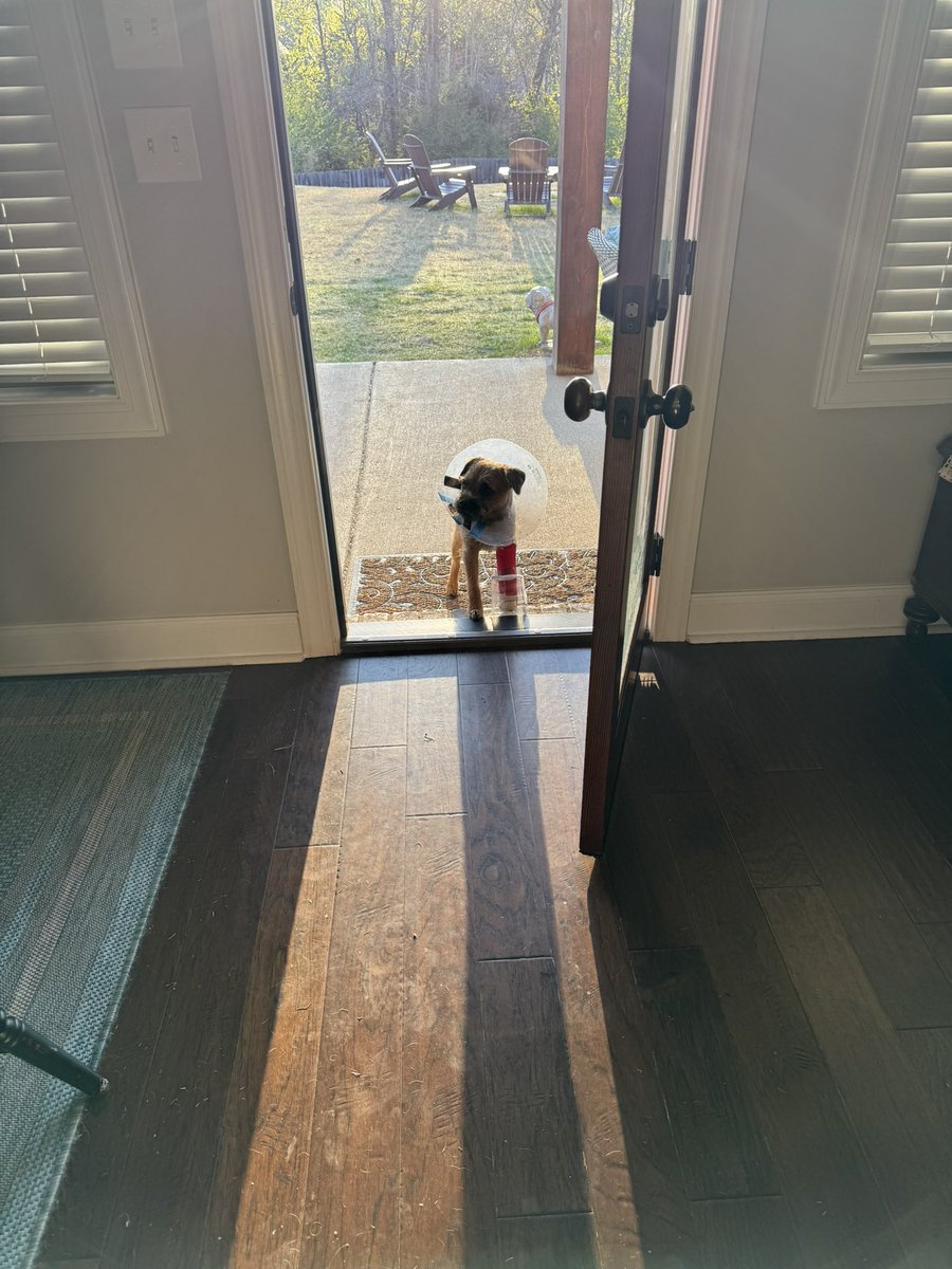 Ollie! (Filling the pawsteps of Pip🌈) tweet media