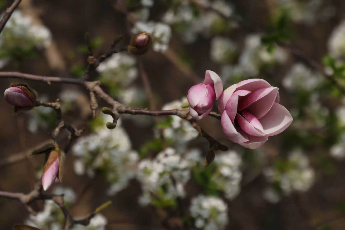 China Youth Daily tweet media