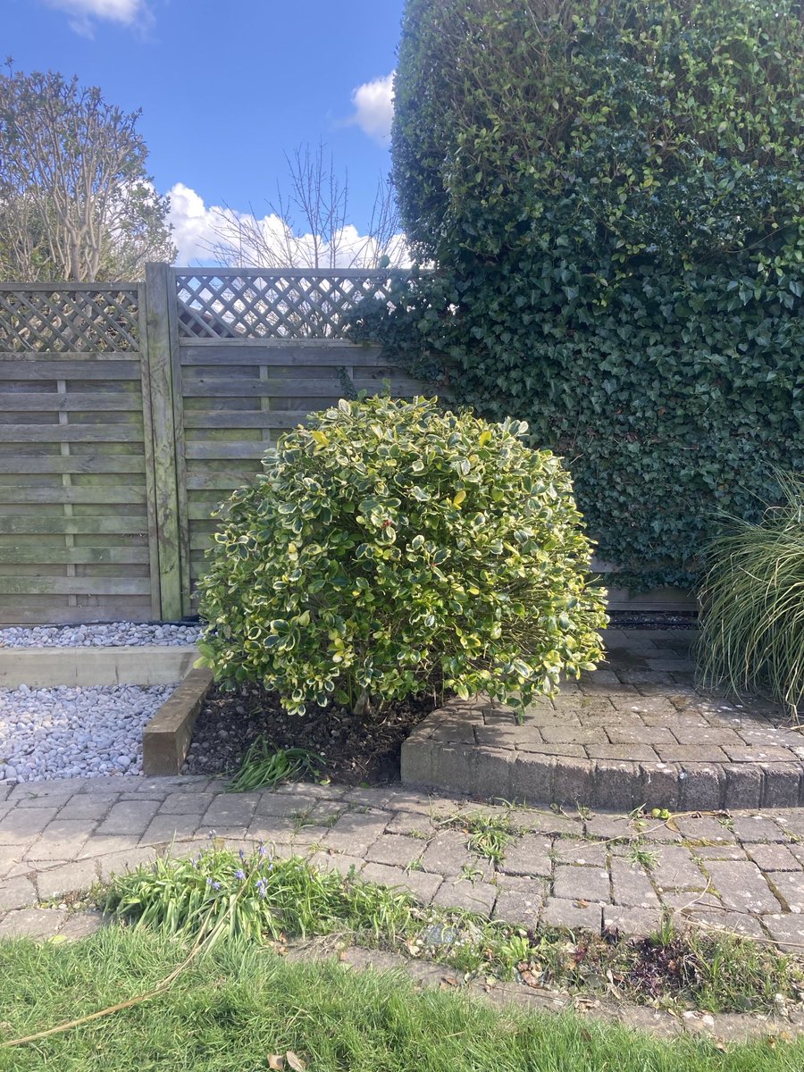 LouBcakes's tweet image. A bit of a #garden #patio cleanup this weekend! Still very chilly, but nice to have a tidy corner! #gardening #crazyhouseproject204