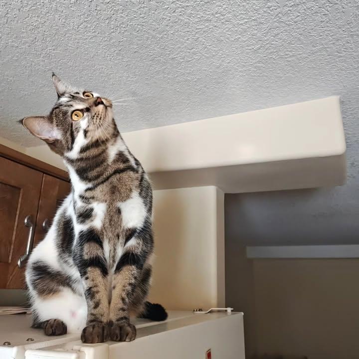 𝒆𝒍𝒚𝒓𝒂 tweet media