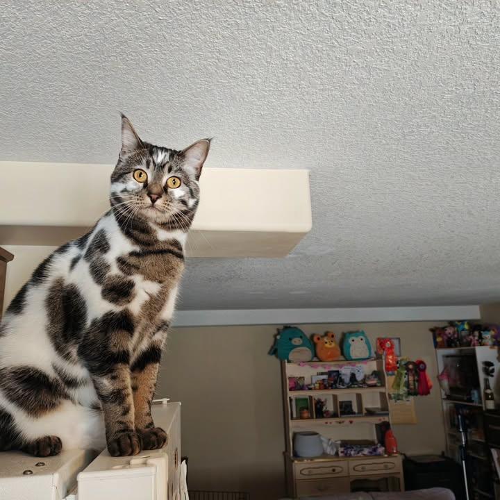 𝒆𝒍𝒚𝒓𝒂 tweet media