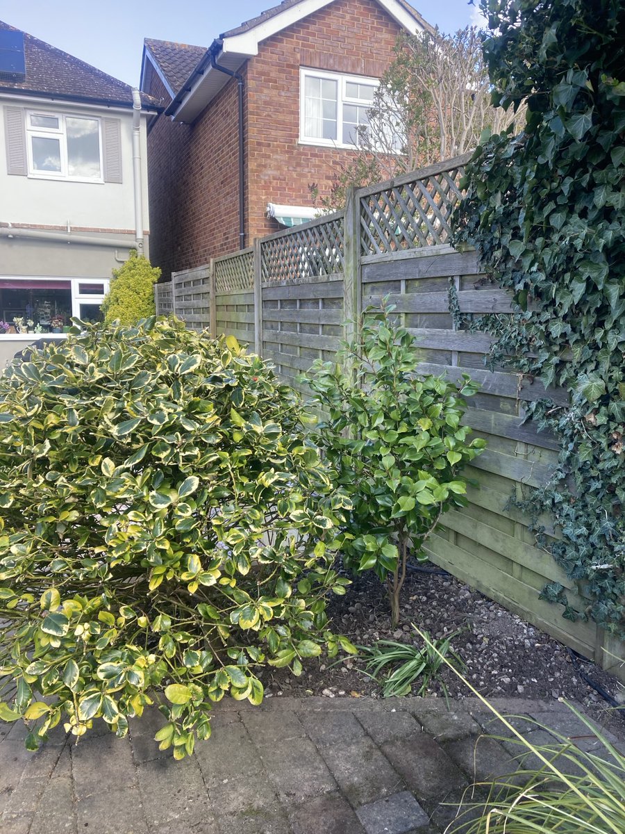 LouBcakes's tweet image. A bit of a #garden #patio cleanup this weekend! Still very chilly, but nice to have a tidy corner! #gardening #crazyhouseproject204