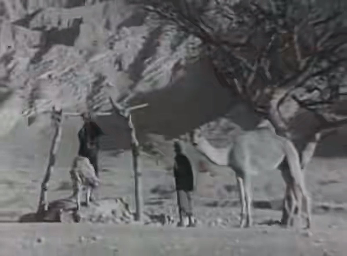 عزيز 🇸🇦 tweet media