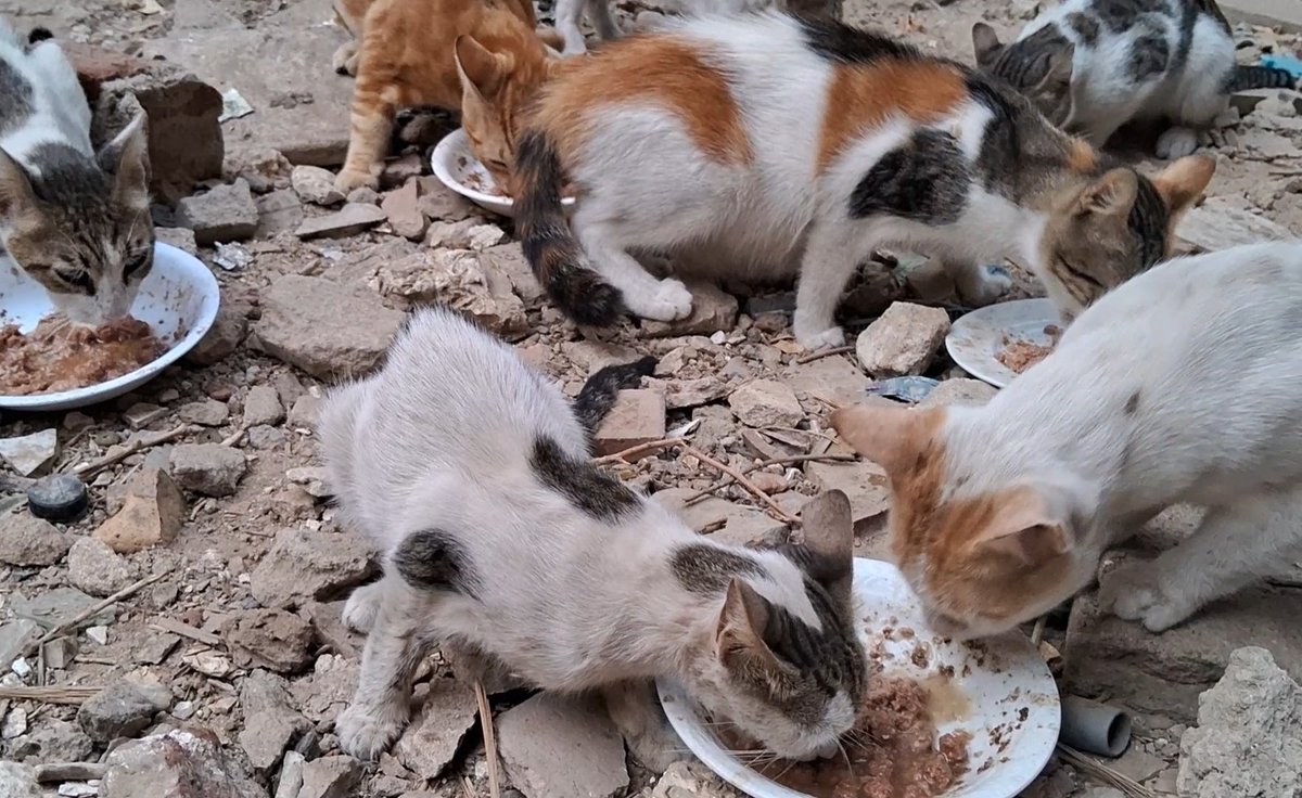 AnimalFriendsAF's tweet photo. We never imagined we would face a reality like this… where everything becomes harder at the same time. Support has dropped sharply, just as prices have risen beyond anything we can manage. Since the crossings became more restricted and supplies decreased, and with global uncertainties driving costs higher, the situation has only grown worse. We are now facing both at once… overwhelming costs and a painful lack of support.
Every day feels like trying to stretch what can no longer be stretched. Needs are growing while what we have keeps shrinking. Our families are holding on with very little, and our rescued cats depend on us in conditions that are becoming harder each day. You can see the toll… in their low energy and the quiet struggle they carry through each day.
We are not asking for comfort, but for a chance to survive. Please… don’t leave us to face this alone. Your support today is what keeps our families and these vulnerable lives going, giving them a chance to make it through another day.
‼️ GoFundMe for AFS Families:
https://t.co/LpGyUdLUcq
‼️ GoFundMe for AFS Furs:
https://t.co/dzmACWl78i
‼️ PayPal link is in our bio
