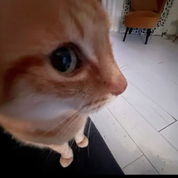 Lillie Kirisame ⚝Commissions Open⚝💛 tweet media