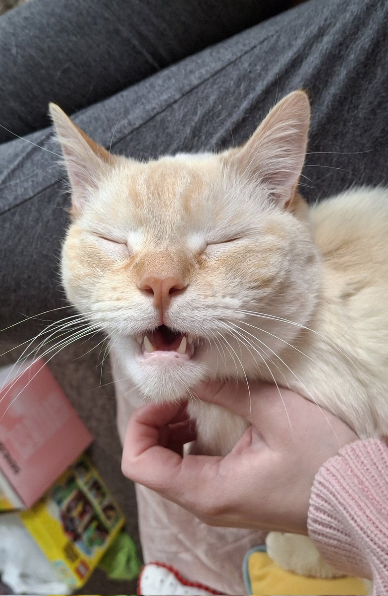 baby dog tweet media