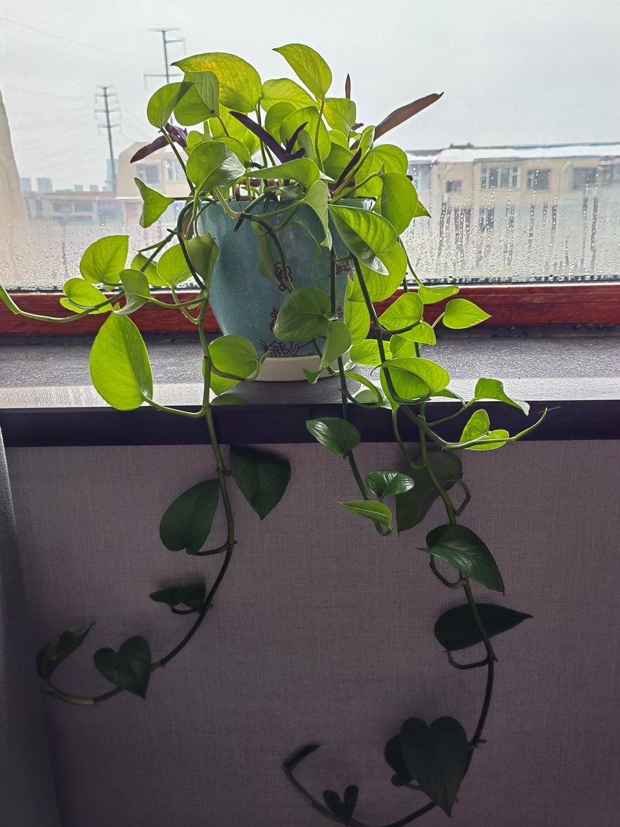 Lil'Khaled Djflow tweet media