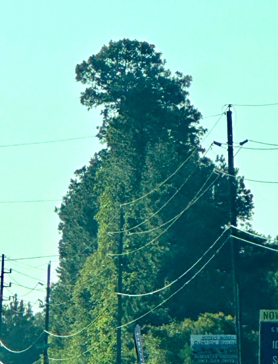 هونتشر | ثريد tweet media