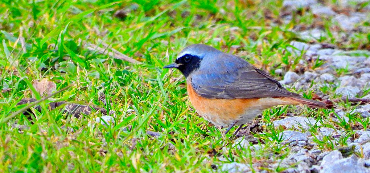 Guillermo Camus tweet media