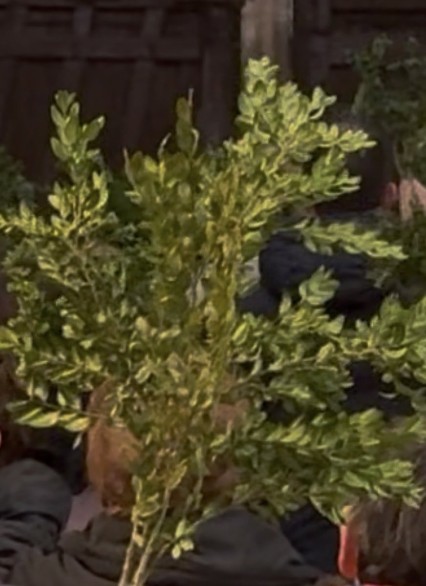 Nadine Morano tweet media