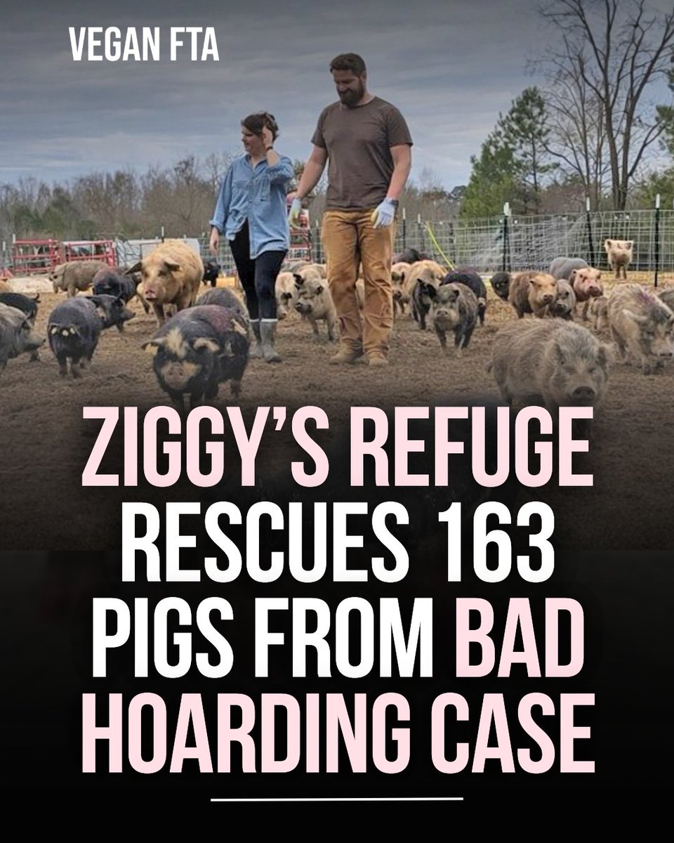 teamveganfta's tweet image. Ziggy’s Refuge, working through its River Center for Compassionate Care, rescued 163 pigs from what they describe as one of the worst hoarding cases they have ever faced. 🐷❤️‍🩹

👉 Read the full story: veganfta.com/articles/2026/…

#pigs #rescuepigs #animalrescue