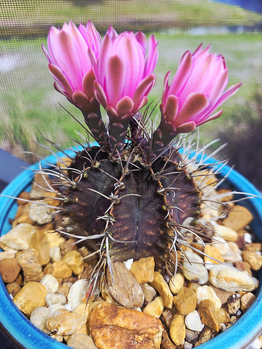 Sᴀᴛs & Sɪʟᴠᴇʀ⚡️ tweet media