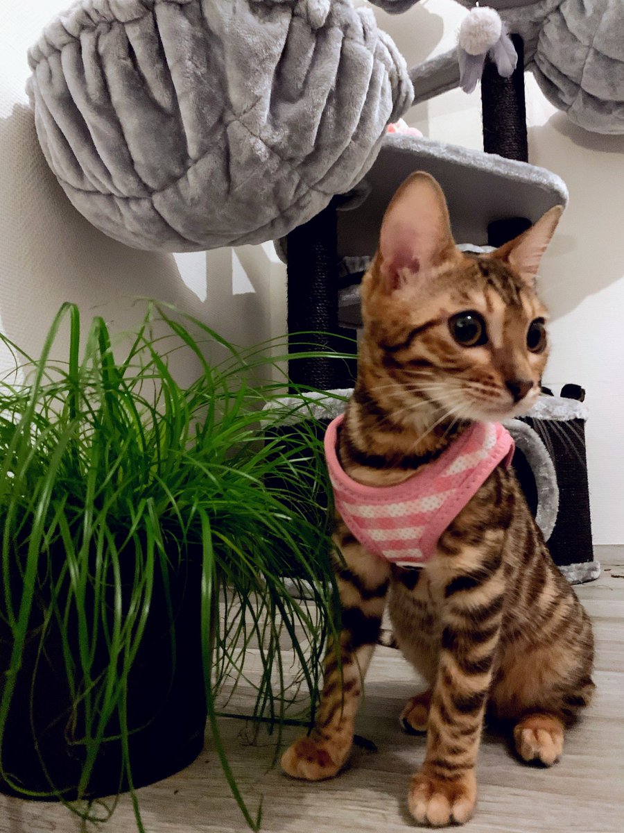 FÜMMUNVIERZICH-ACHTUNACHZICH-EINS tweet media