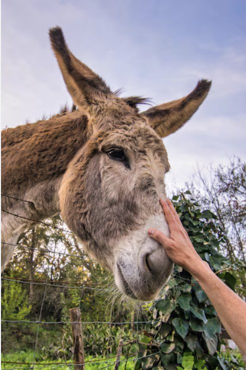 Cheke Master tweet media