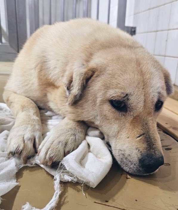 ヘタレ福祉職員@痛恨のヤメルヤメル詐欺 tweet media