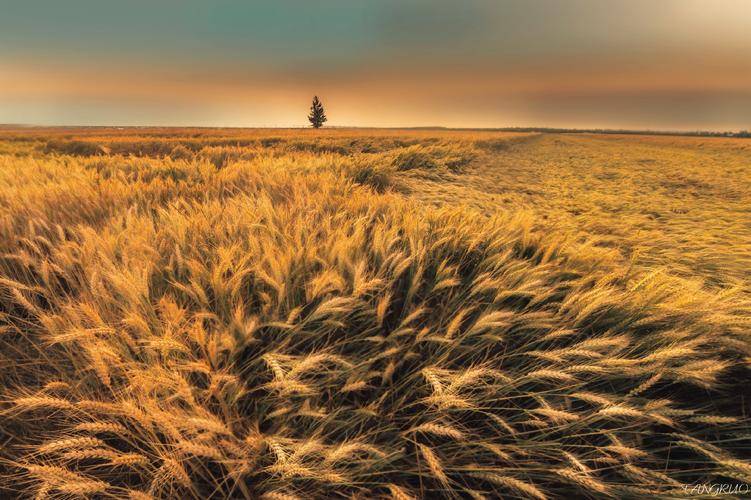 morpheus tweet media