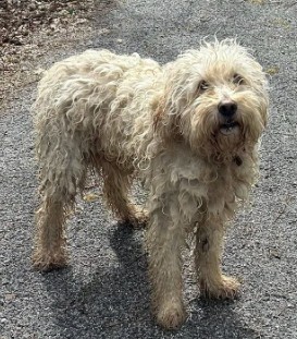 Missing Animaux 81 tweet media