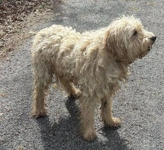 Missing Animaux 81 tweet media