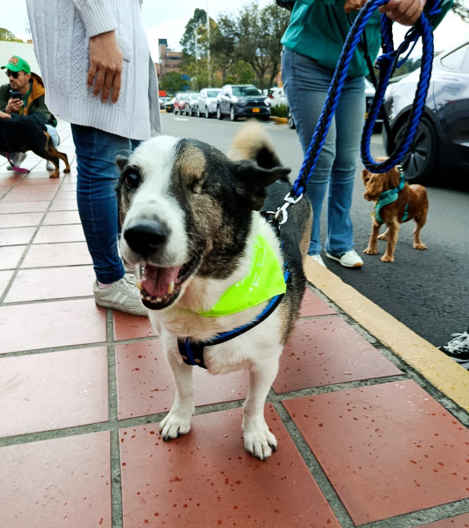 Protección Animal Bogotá tweet media
