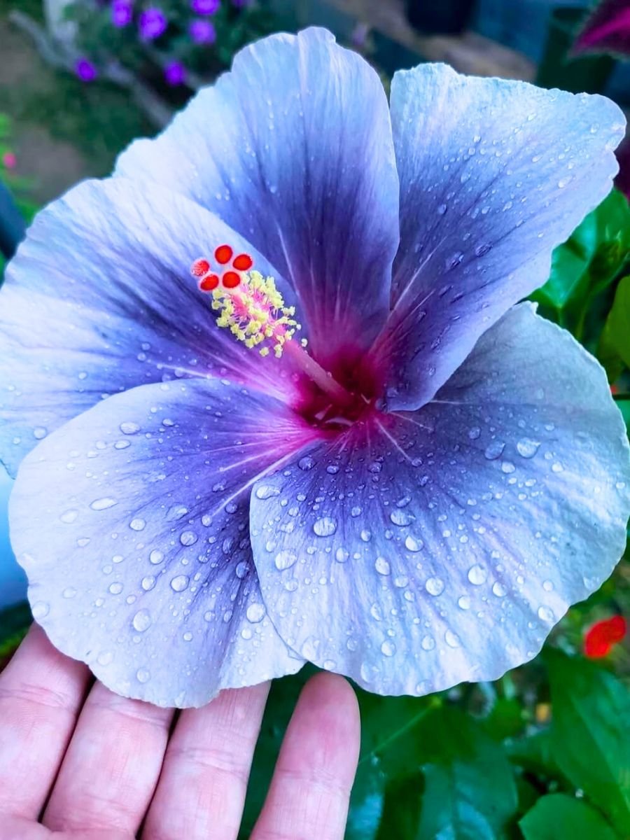 ModReflexion's tweet photo. 🚨 : Un raro hibisco azul ha aparecido en Hawái por primera vez en DIEZ años🌺 https://t.co/e2TM9WewZN