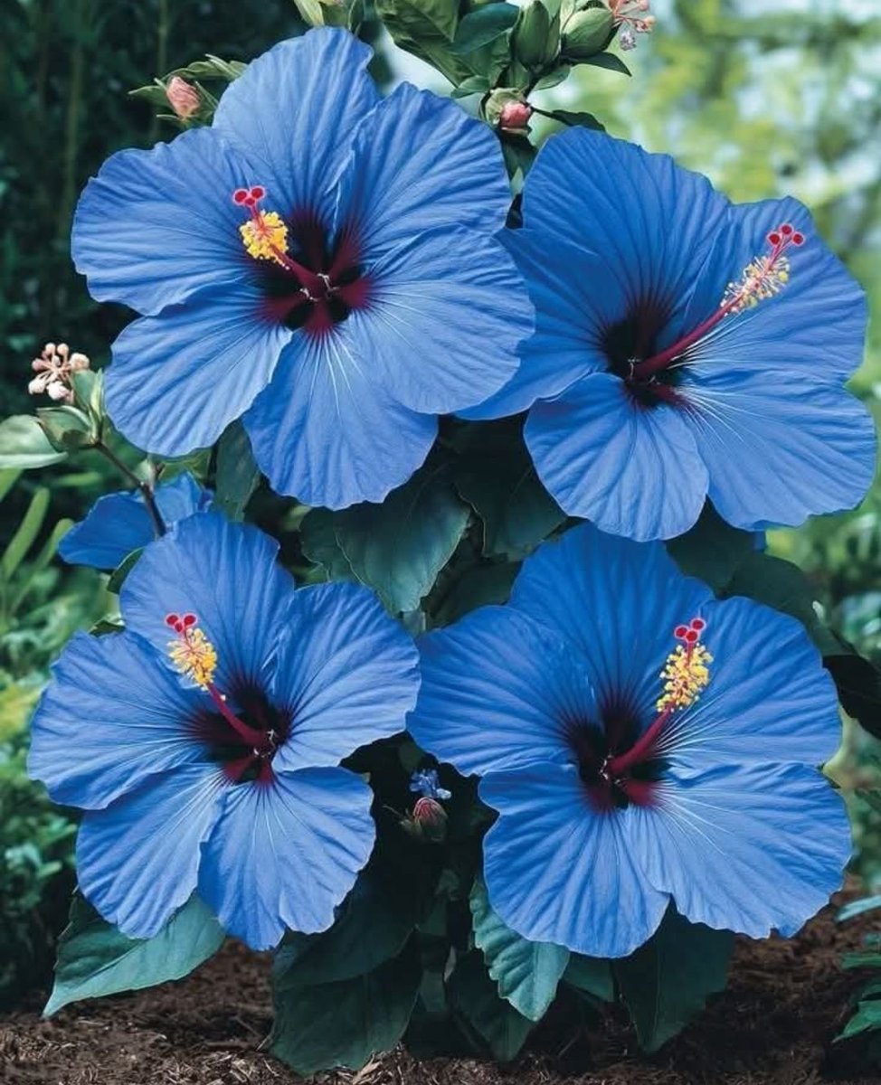 ModReflexion's tweet photo. 🚨 : Un raro hibisco azul ha aparecido en Hawái por primera vez en DIEZ años🌺 https://t.co/e2TM9WewZN