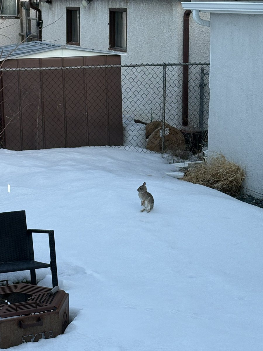 YumYumWpg's tweet photo. HAREy!!!! 🐰🥕….he came to visit me early this morning just in time for Easter! 🌷 Been seeing his prints all winter but 1st time spotting him. Looks 👀 like you fattened up a bit HAREy! Good to see! 😊 #HAREy #backyardbunny #bunny #Winnipeg https://t.co/MmxOdbwWYz