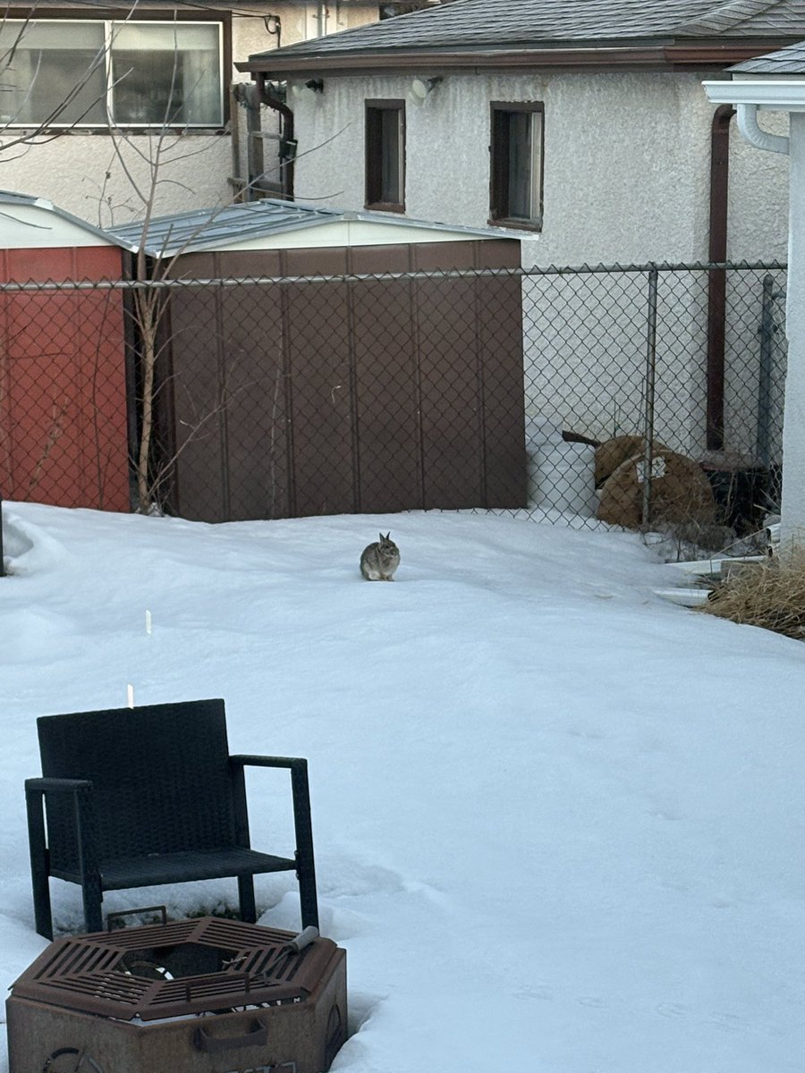 YumYumWpg's tweet photo. HAREy!!!! 🐰🥕….he came to visit me early this morning just in time for Easter! 🌷 Been seeing his prints all winter but 1st time spotting him. Looks 👀 like you fattened up a bit HAREy! Good to see! 😊 #HAREy #backyardbunny #bunny #Winnipeg https://t.co/MmxOdbwWYz
