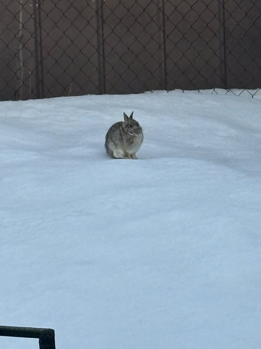 YumYumWpg's tweet photo. HAREy!!!! 🐰🥕….he came to visit me early this morning just in time for Easter! 🌷 Been seeing his prints all winter but 1st time spotting him. Looks 👀 like you fattened up a bit HAREy! Good to see! 😊 #HAREy #backyardbunny #bunny #Winnipeg https://t.co/MmxOdbwWYz