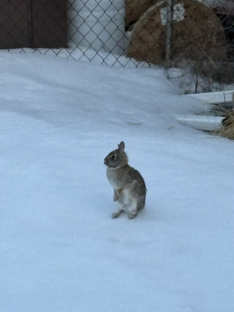 YumYumWpg's tweet photo. HAREy!!!! 🐰🥕….he came to visit me early this morning just in time for Easter! 🌷 Been seeing his prints all winter but 1st time spotting him. Looks 👀 like you fattened up a bit HAREy! Good to see! 😊 #HAREy #backyardbunny #bunny #Winnipeg https://t.co/MmxOdbwWYz