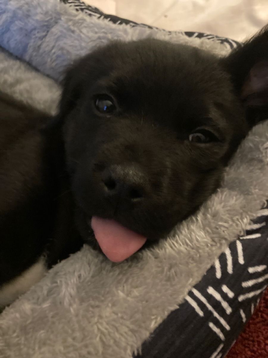 SiliGremlin tweet media