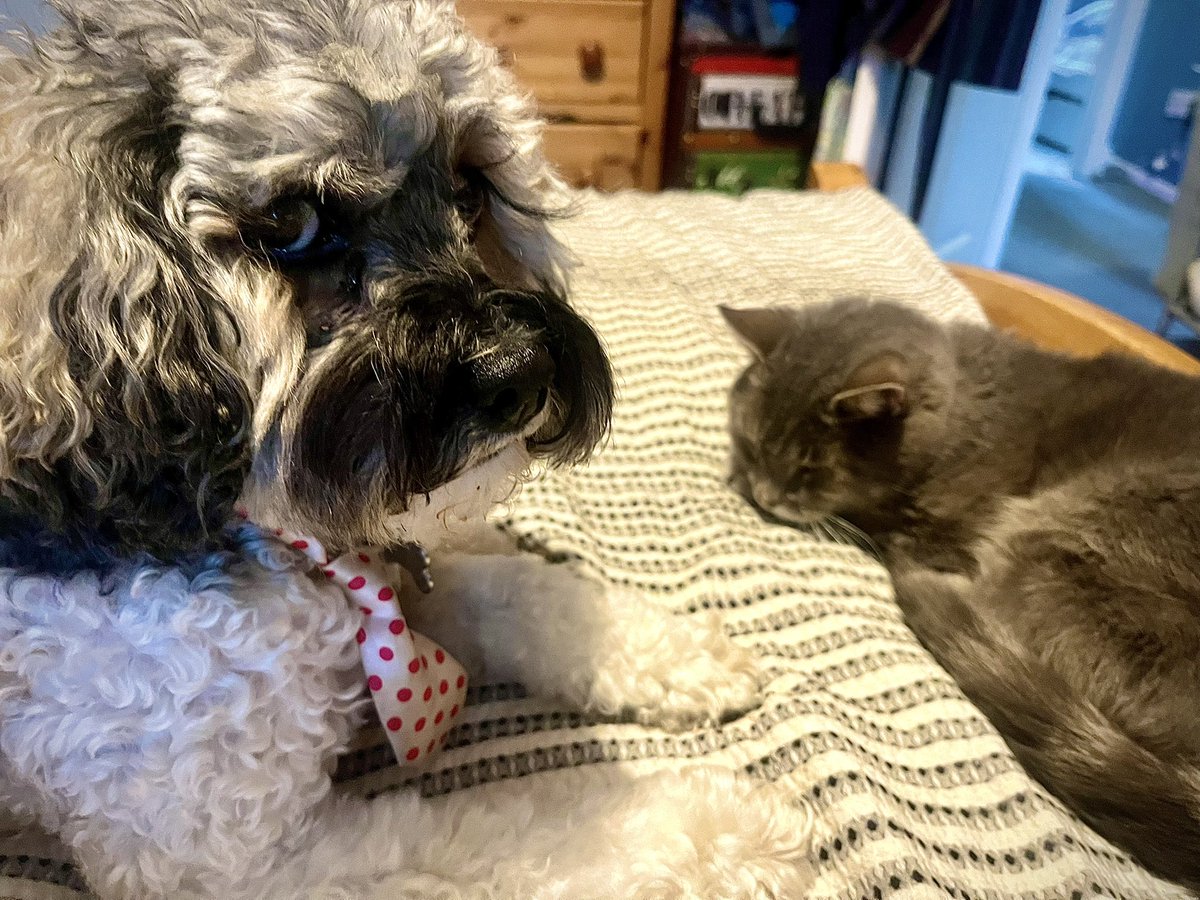 Malcolm & Baby Dog tweet media