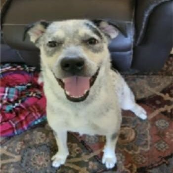 Official Cómodo! - With ram. tweet media