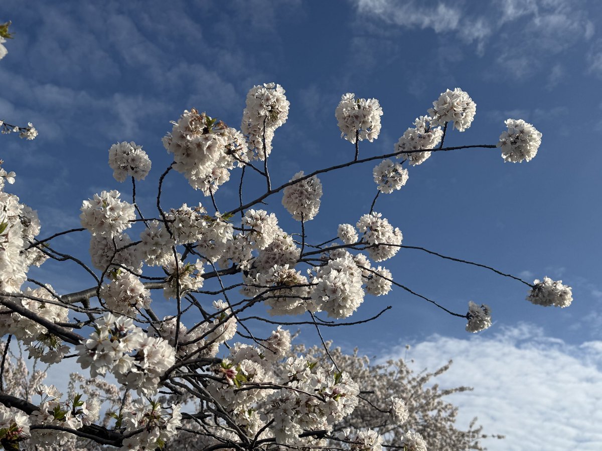 JanetBS's tweet photo. @capitalweather A beautiful day to enjoy the blossoms and see all those kites from
yesterday in the trees. Get outside! https://t.co/plt7DS7Cij