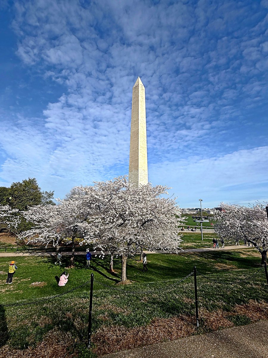 JanetBS's tweet photo. @capitalweather A beautiful day to enjoy the blossoms and see all those kites from
yesterday in the trees. Get outside! https://t.co/plt7DS7Cij