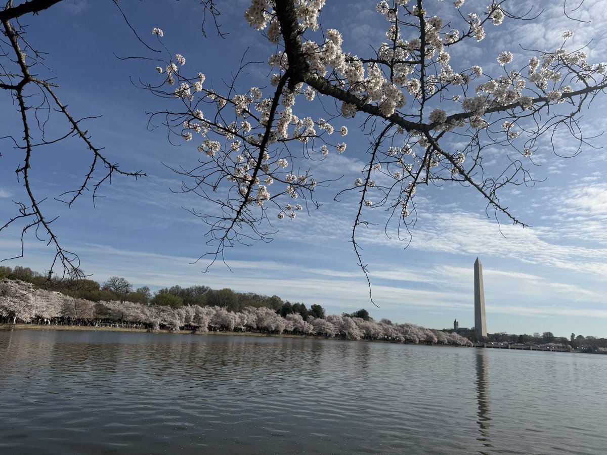 JanetBS's tweet photo. @capitalweather A beautiful day to enjoy the blossoms and see all those kites from
yesterday in the trees. Get outside! https://t.co/plt7DS7Cij